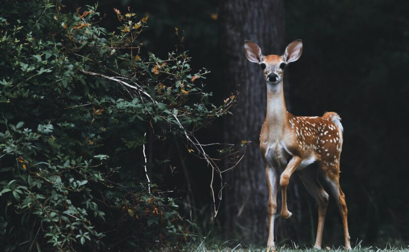No More Deer in the Headlights:  Speaking Confidently About Fees Chairside