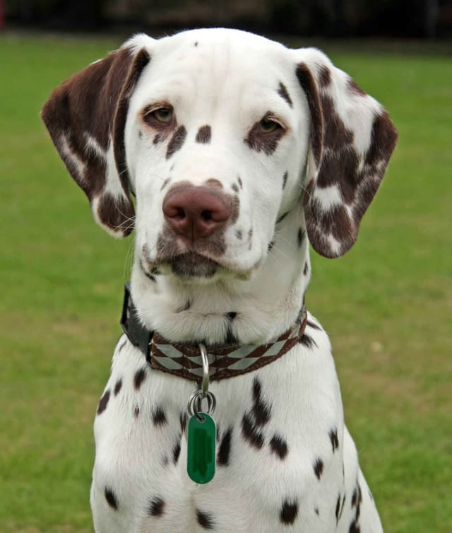 Spotted Dog